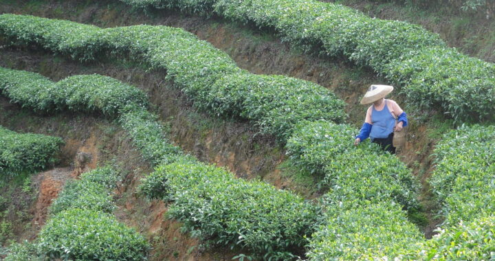 censo chino y de las relaciones con Alemania