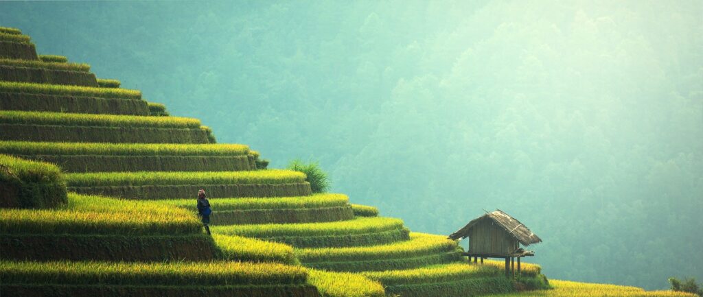 Fotografia em cores de arrozais chineses ao sol. Vêem-se também uma pessoa caminhando e uma cabana rústica.