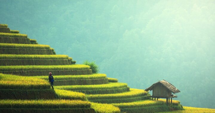 Fotografia em cores de arrozais chineses ao sol. Vêem-se também uma pessoa caminhando e uma cabana rústica.