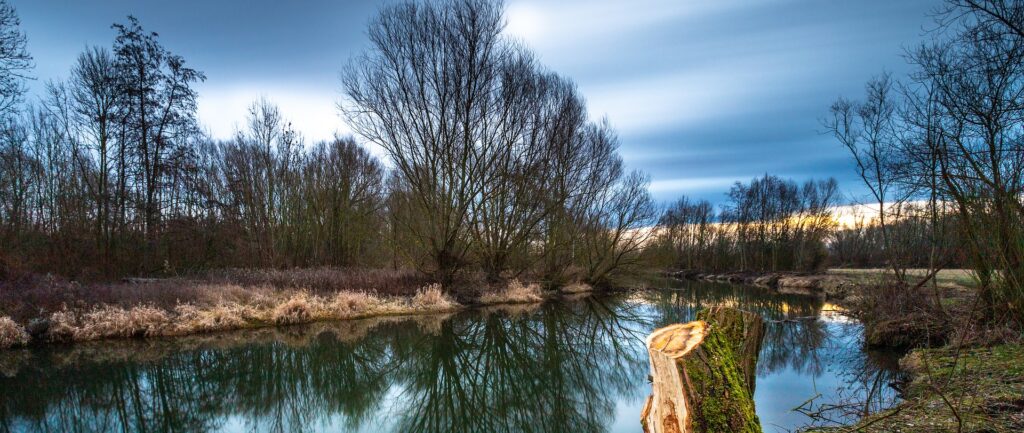 Fotografia em cores de floresta com riacho. Céu azul escuro, poucas árvores com poucas folhas. Em destaque, um tronco cortado.