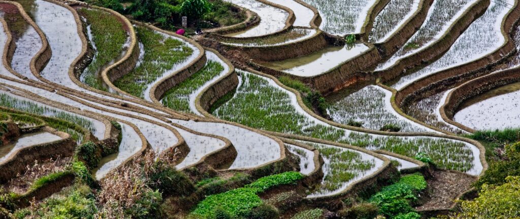 Fotografia em cores de campos de arroz em Yunan, na China.