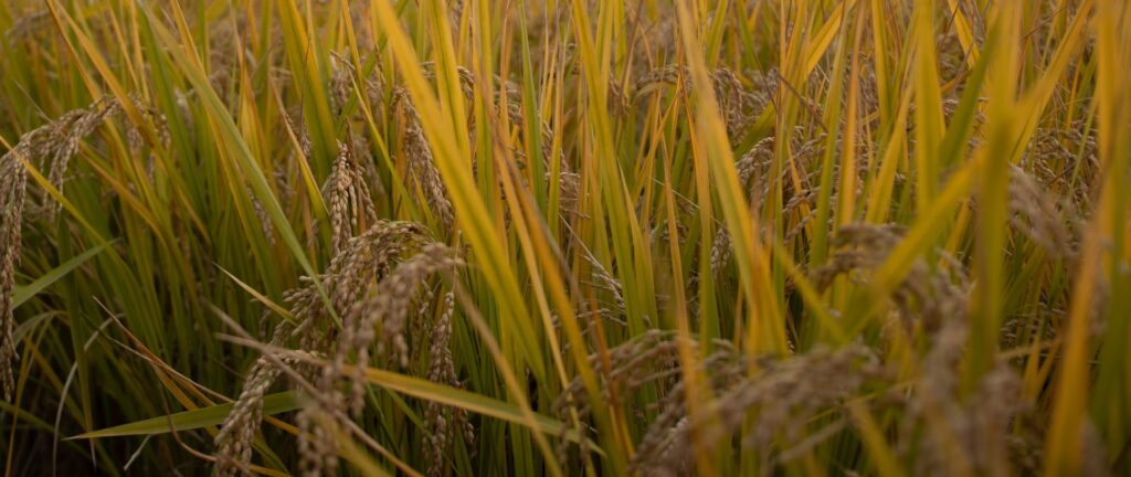 Fotografía en color de un campo de trigo dorado.