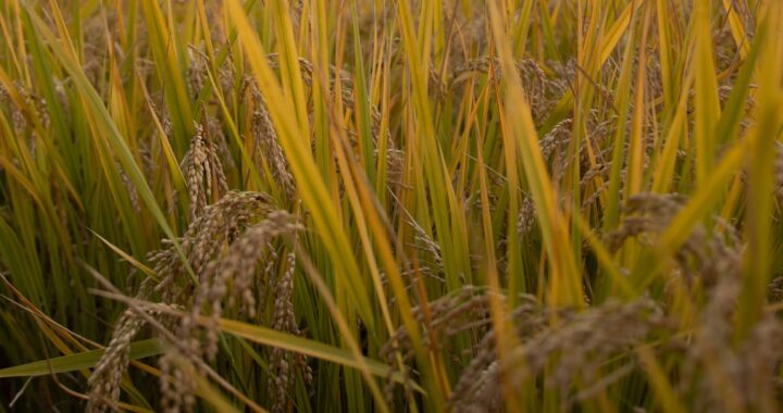Fotografía en color de un campo de trigo dorado.
